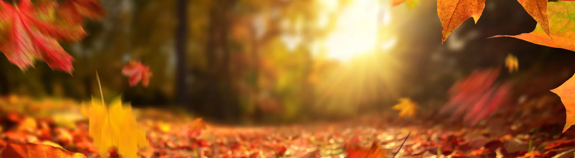 Autumn Half Term NL: Central & South