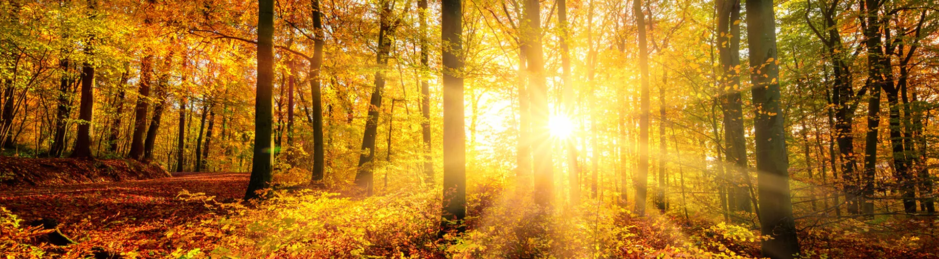 Autumn Half Term NL: North