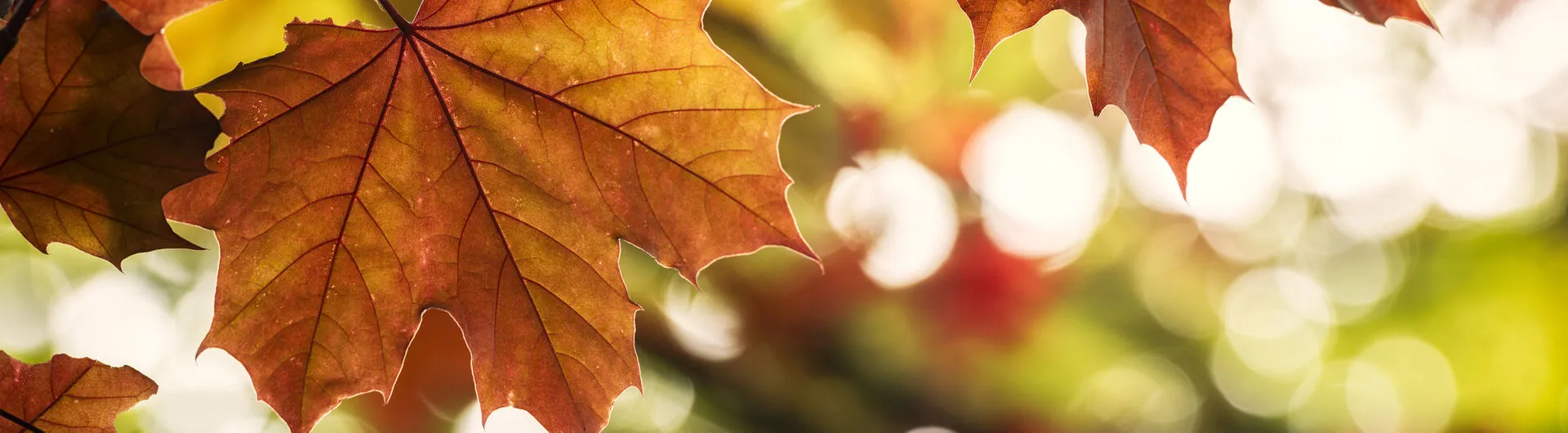 Vacances d'automne – Flandre