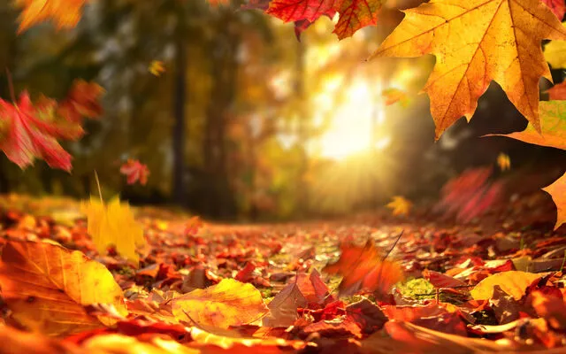 Autumn Half Term NL: Central & South