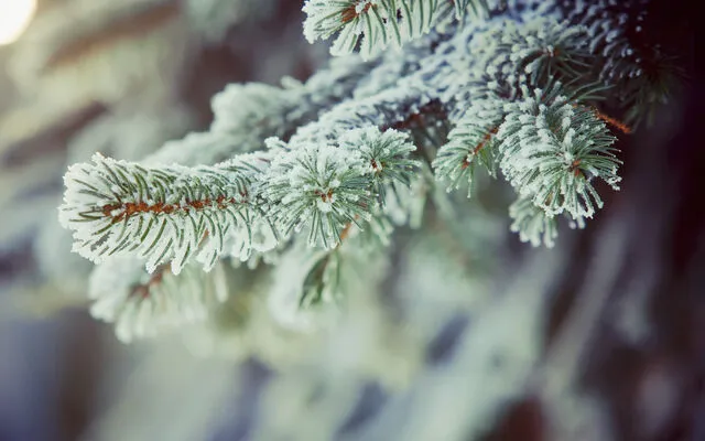 Christmas Holiday