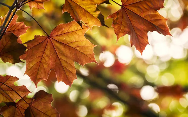 Autumn Holiday