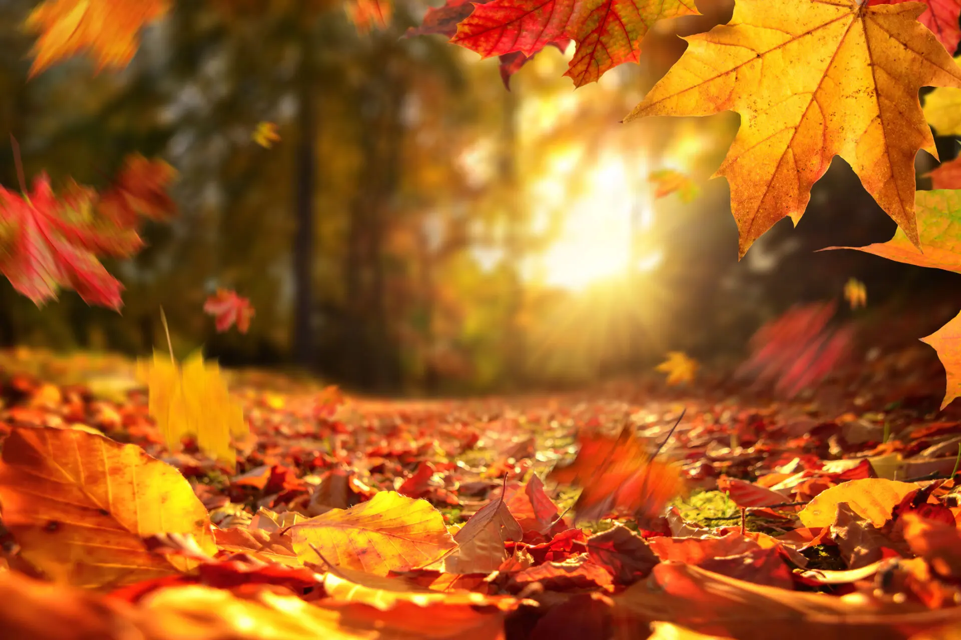 Autumn Half Term NL: Central & South