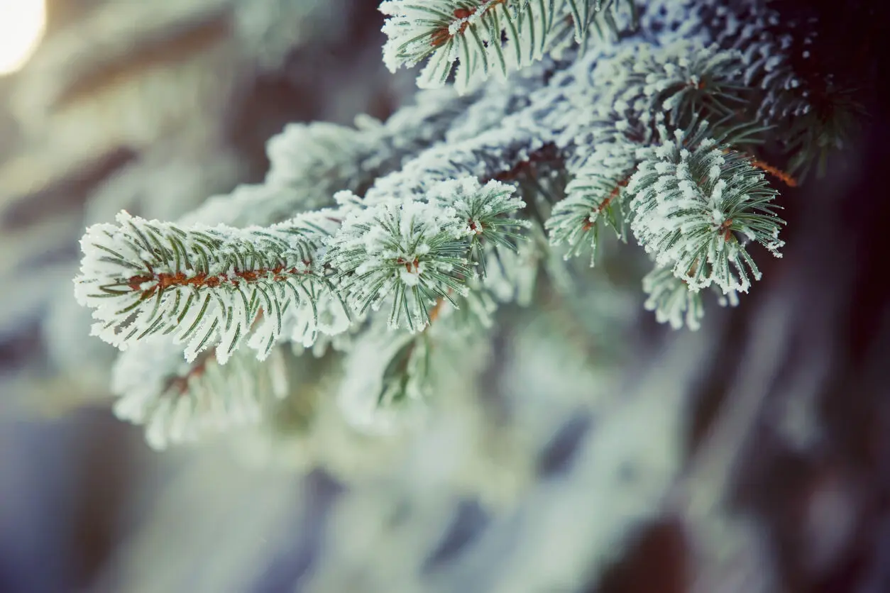 Christmas Holiday