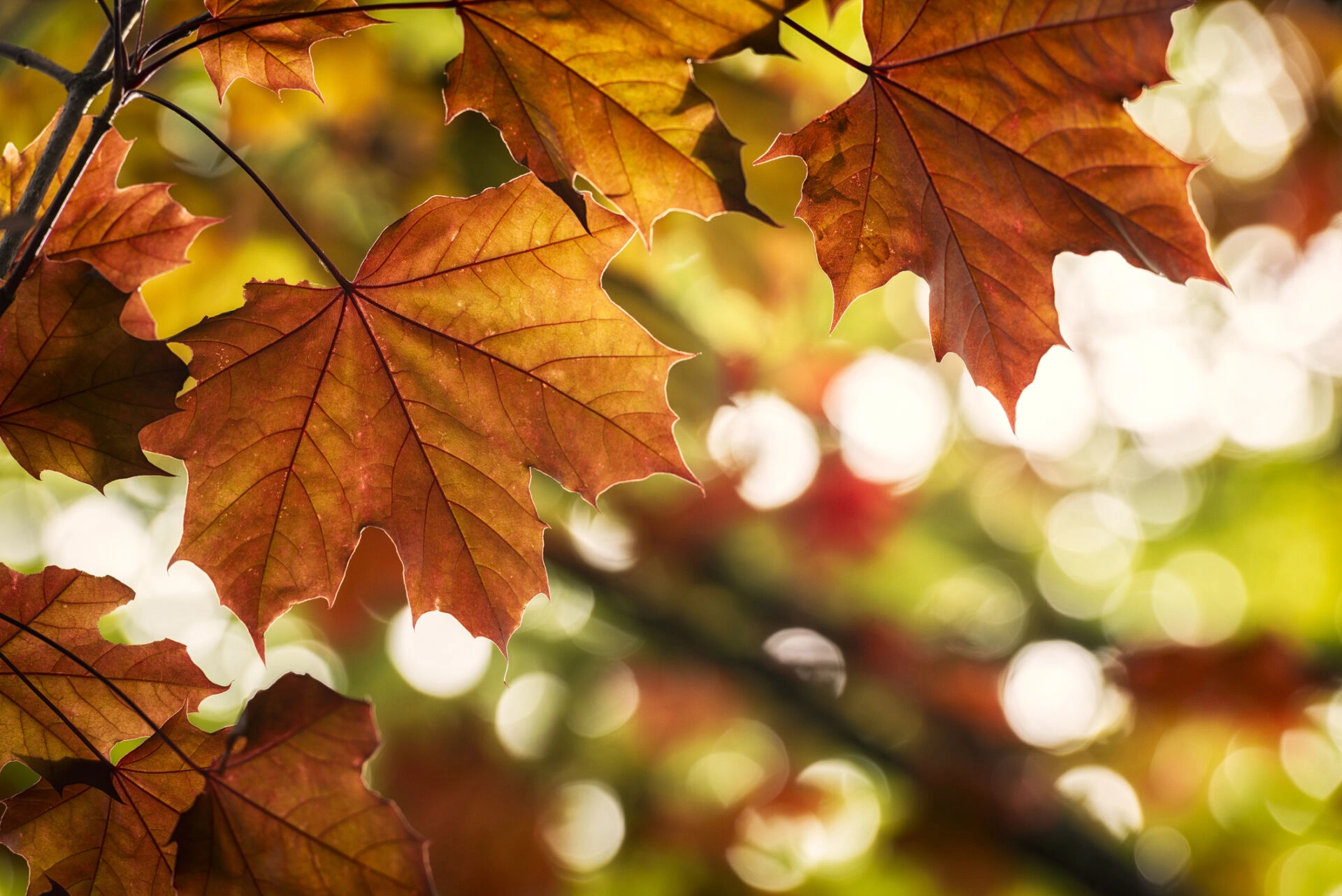 Autumn Holiday
