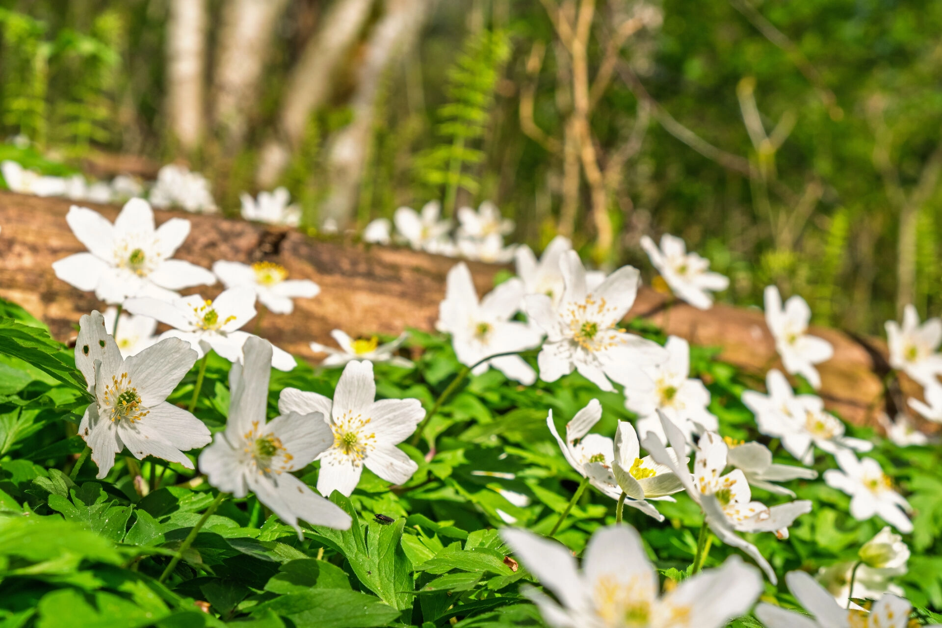 Spring Holiday NL: South